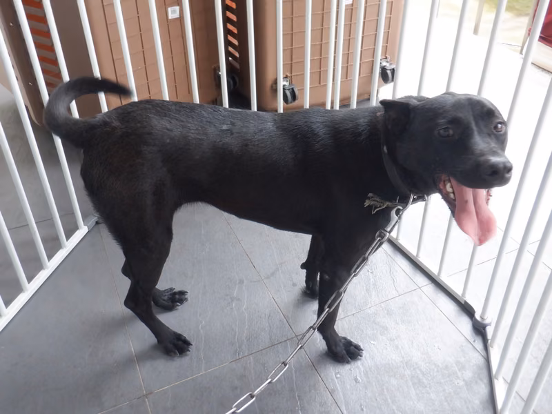Black adult female mixed-breed dog, Medium, shelter no. …7779