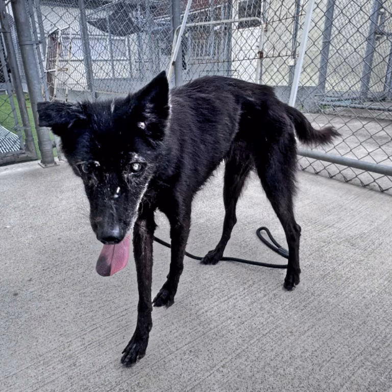Black adult female mixed-breed dog, Medium, shelter no. …1819