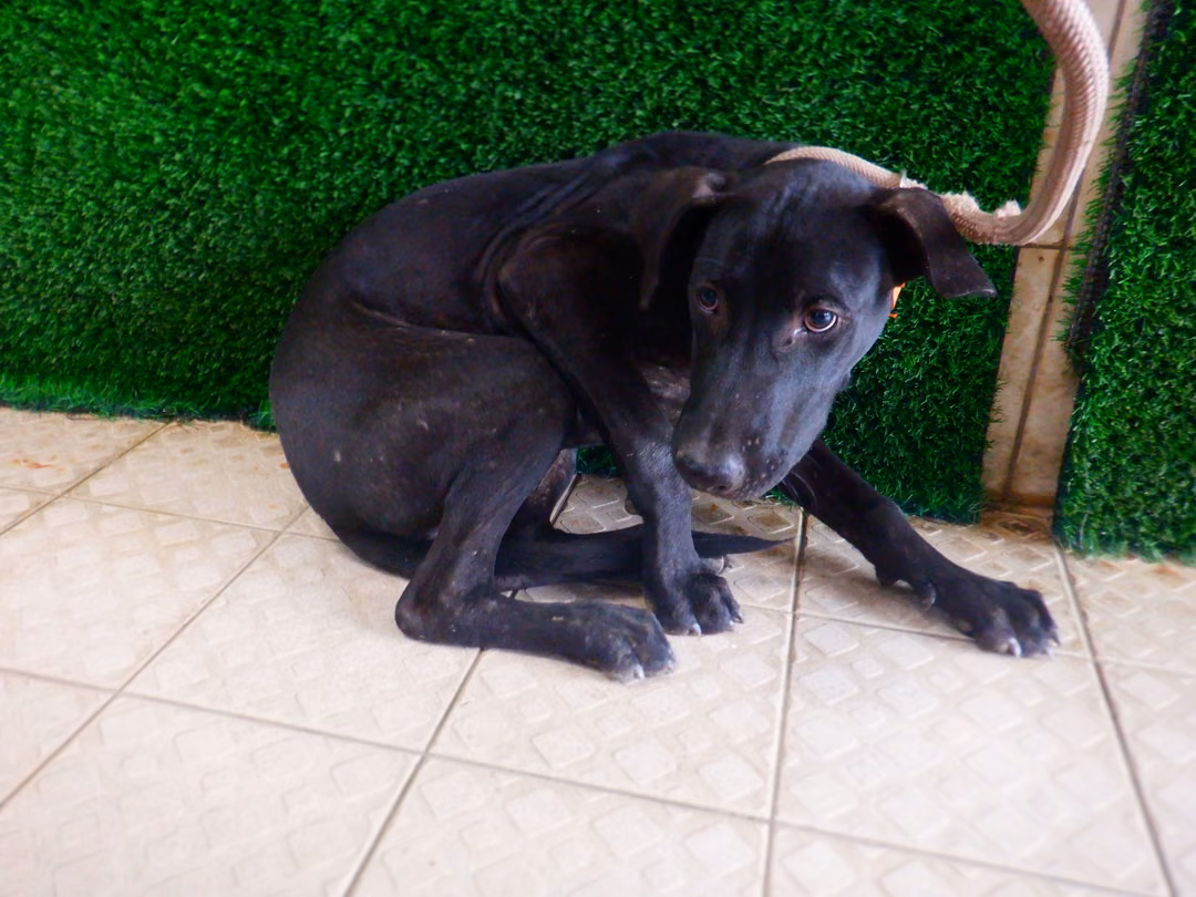 Black adult male mixed-breed dog, Medium, shelter no. …4585