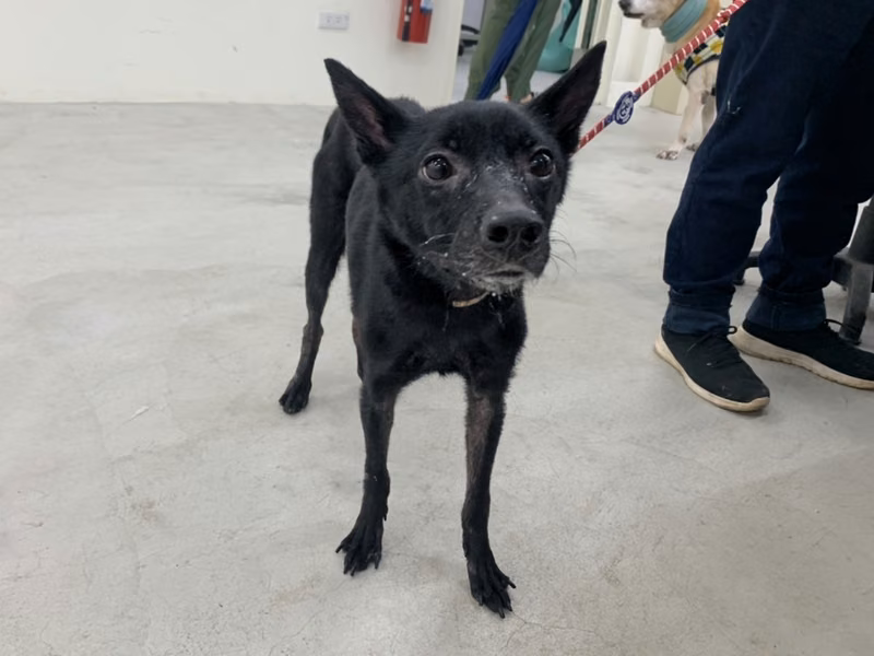 Black adult female mixed-breed dog, Medium, shelter no. …2901