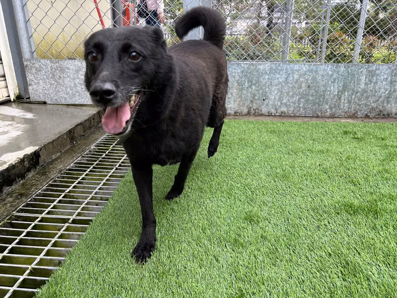 Black young female mixed-breed dog, Small, shelter no. …0710