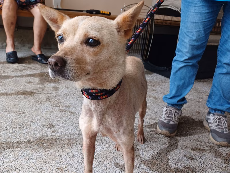 Tan adult female mixed-breed dog, Medium, shelter no. …4001