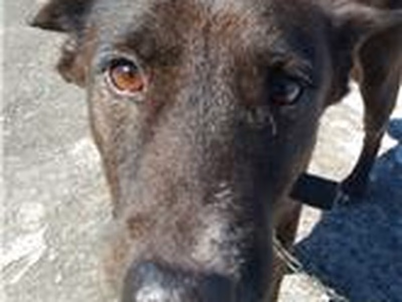 Black adult male mixed-breed dog, Medium, shelter no. …0001