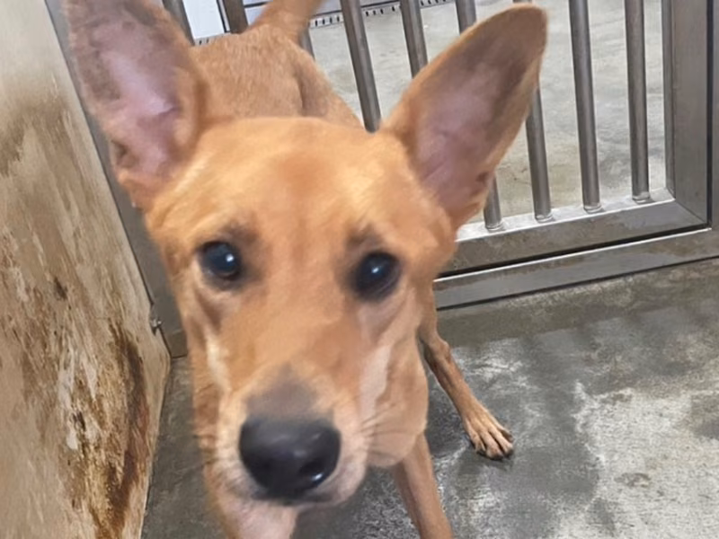 Tan adult female mixed-breed dog, Large, shelter no. …7006