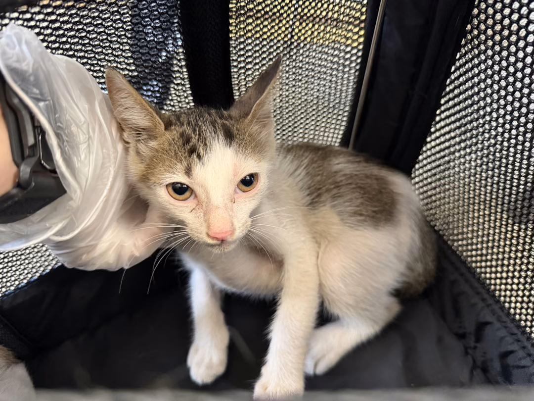 Tabby-and-white young female mixed-breed cat, Small, shelter no. …3009