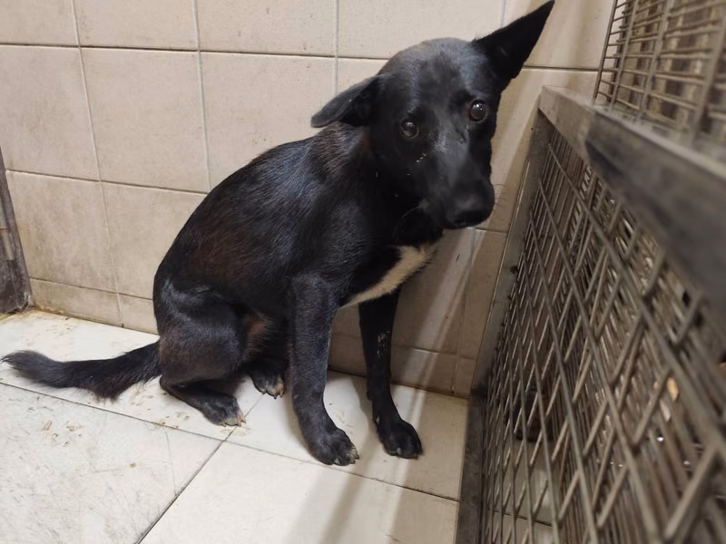 Black adult female mixed-breed dog, Large, shelter no. …1502