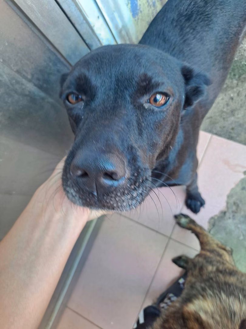 Black adult male mixed-breed dog, Medium, shelter no. …6007