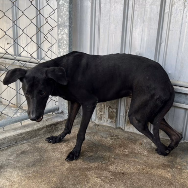 Black adult male mixed-breed dog, Large, shelter no. …030D