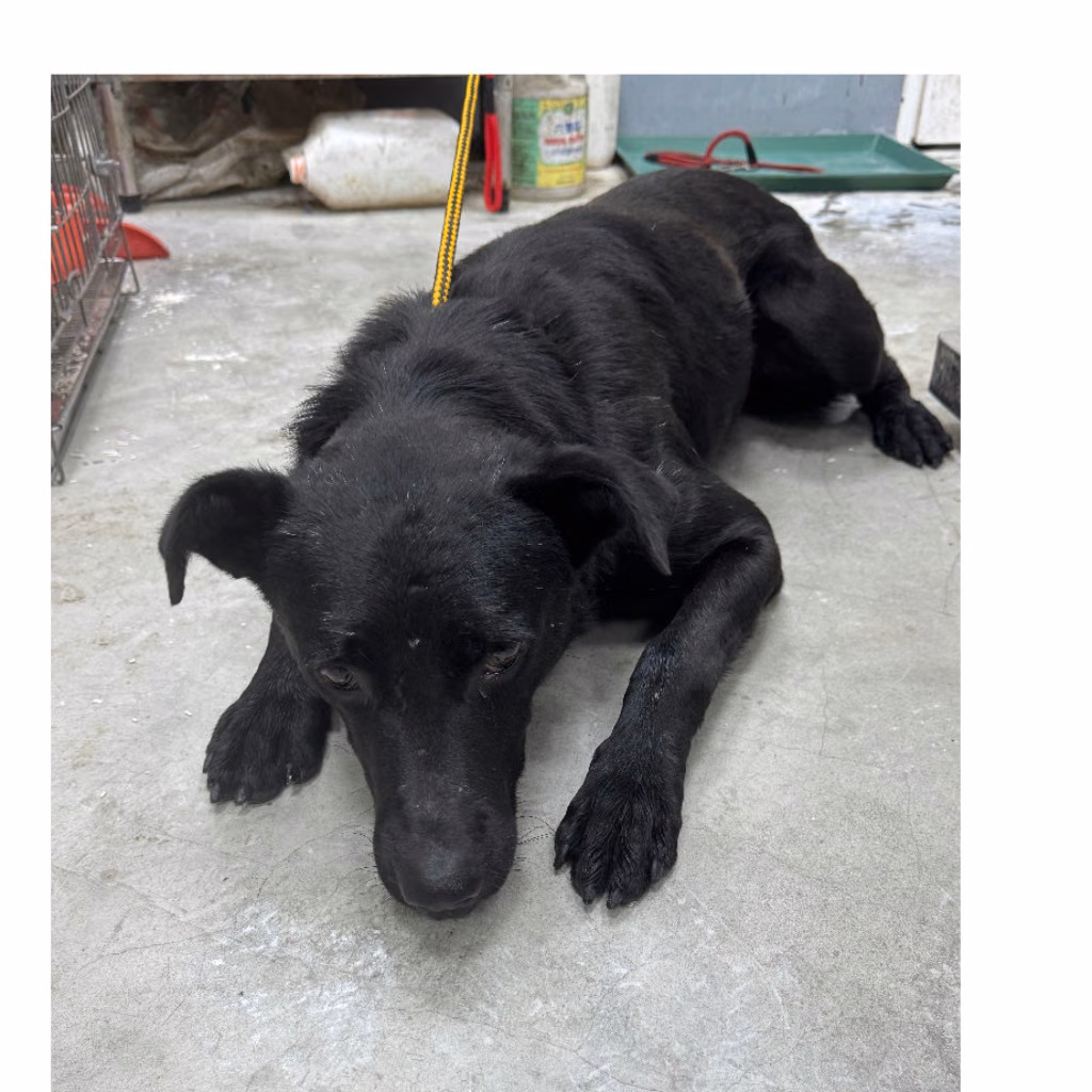Black adult female mixed-breed dog, Medium, shelter no. …3010