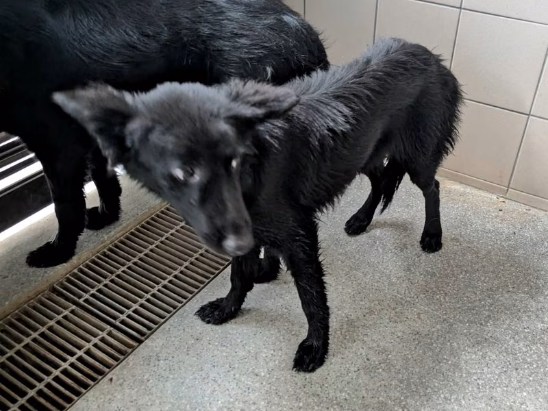 Black adult female mixed-breed dog, Large, shelter no. …1405