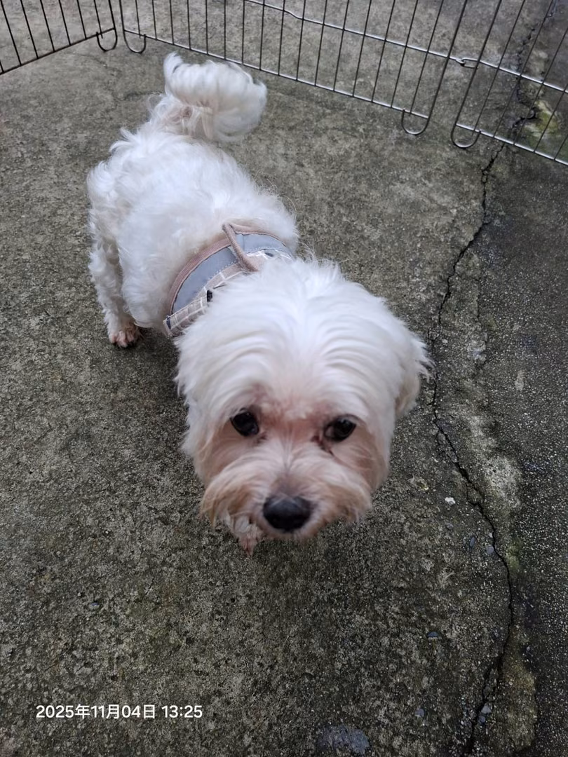 White adult male Maltese, Small, shelter no. …5001