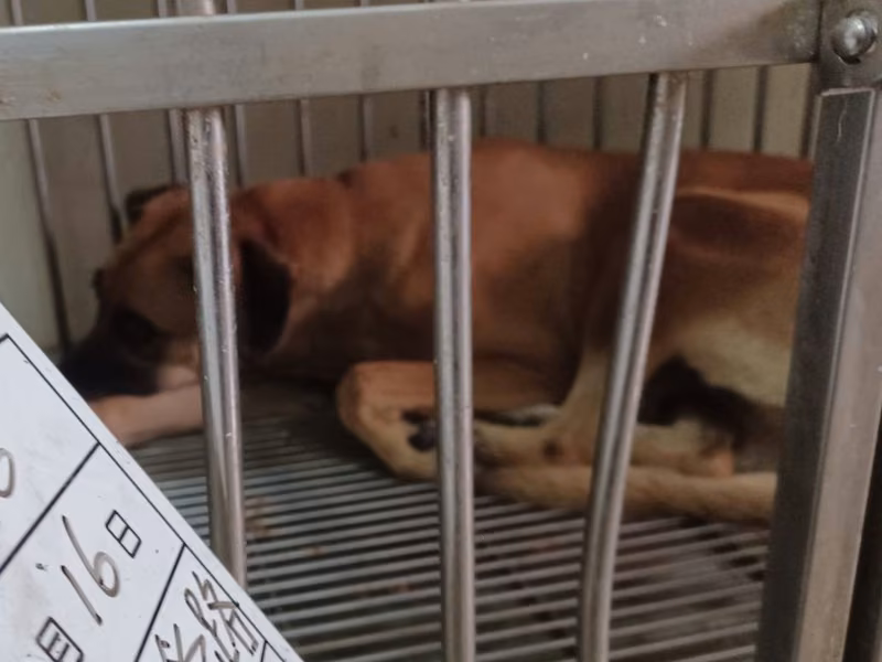 Tan adult female mixed-breed dog, Large, shelter no. …046D
