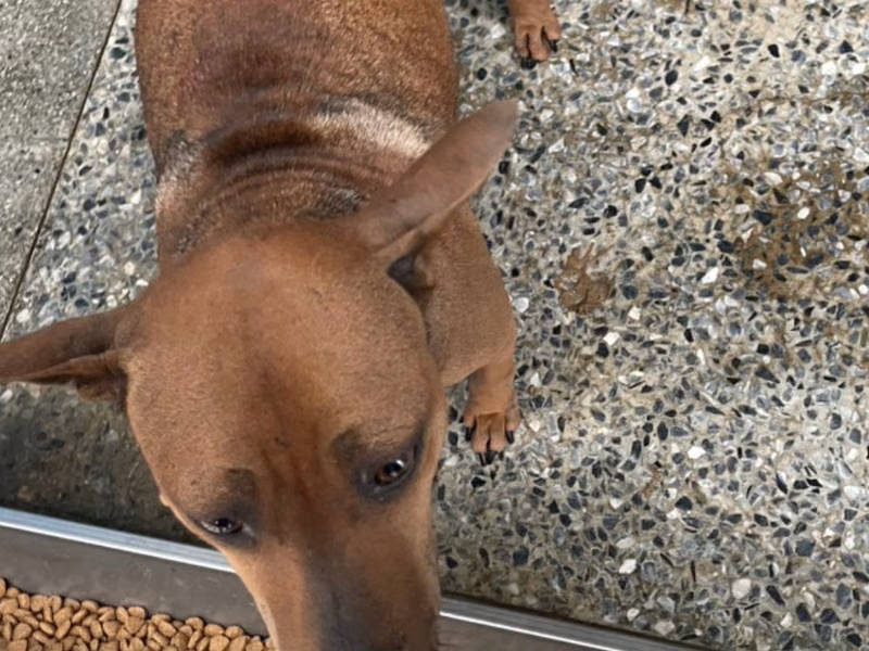 Brown adult female mixed-breed dog, Large, shelter no. …0013