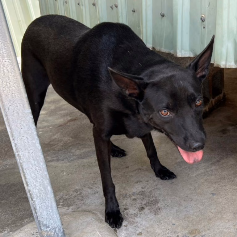 Black adult male mixed-breed dog, Large, shelter no. …045D