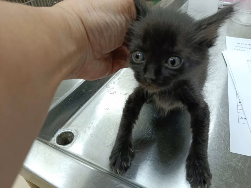 Black young male mixed-breed cat, Small, shelter no. …6007