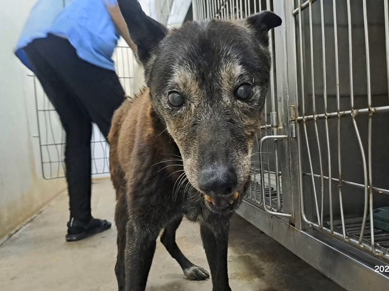 Black adult female mixed-breed dog, Medium, shelter no. …1404