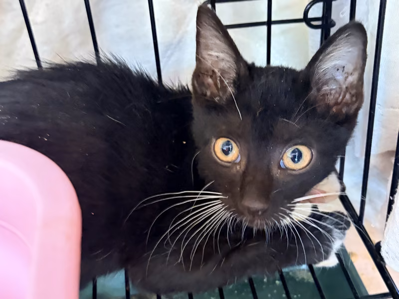 Black young mixed-breed cat, Small, shelter no. …0001