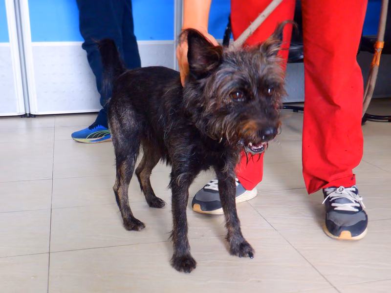 Black adult male mixed-breed dog, Small, shelter no. …3788