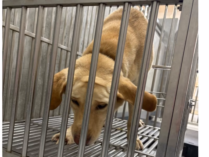 Cream adult male mixed-breed dog, Large, shelter no. …5001