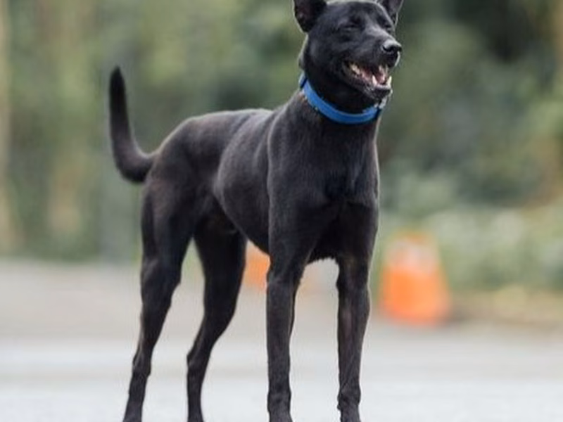 Black adult male mixed-breed dog, Medium, shelter no. …6005