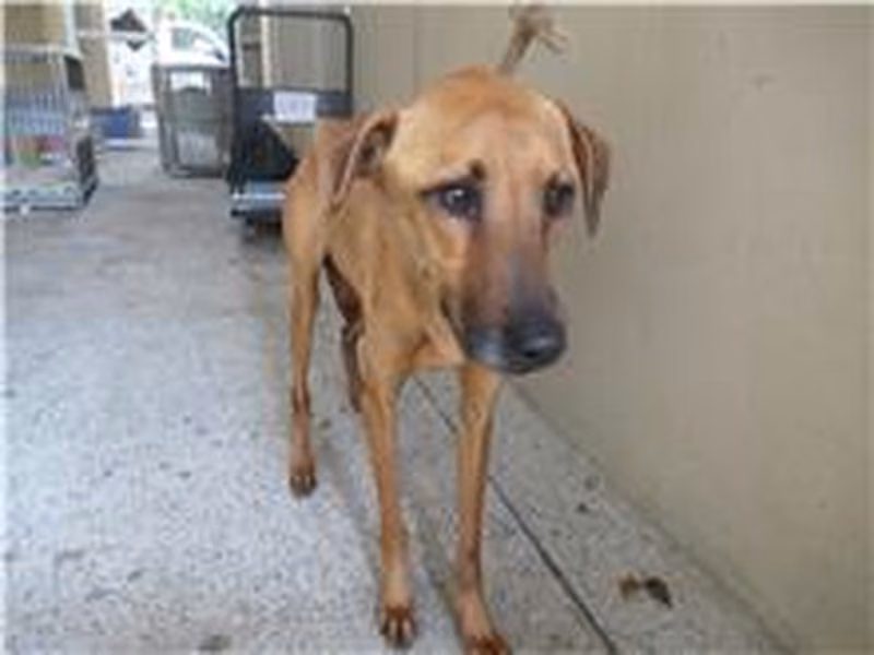 黃色成年母混種犬,中型, 收容編號 …0004