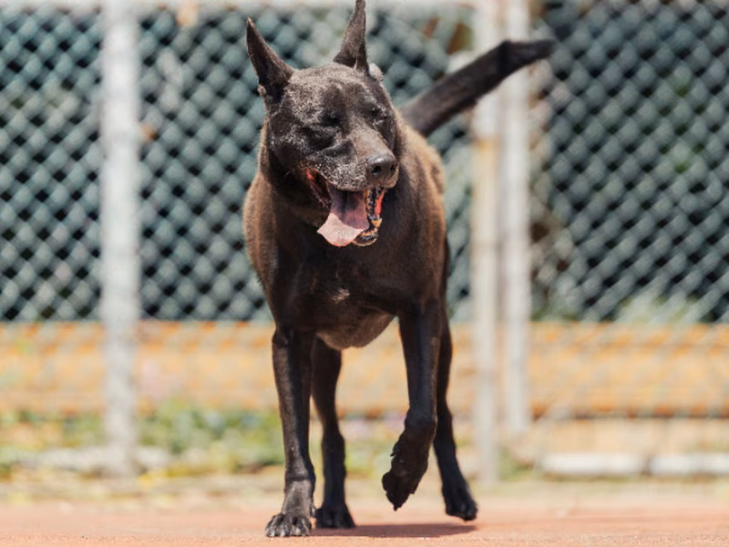 Black adult male mixed-breed dog, Medium, shelter no. …2803