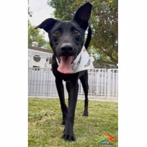 Black young male mixed-breed dog, Medium, shelter no. …6006