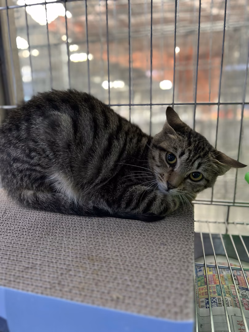 Tabby young female mixed-breed cat, Small, shelter no. …2002