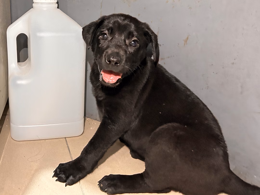 Black young female mixed-breed dog, Small, shelter no. …13W4
