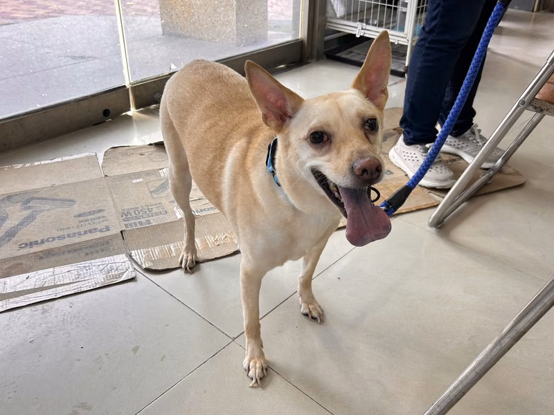 Tan adult male mixed-breed dog, Small, shelter no. …02W8