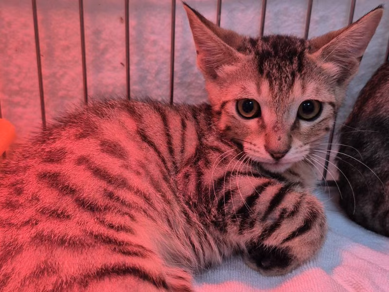 Tabby young male mixed-breed cat, Small, shelter no. …3002
