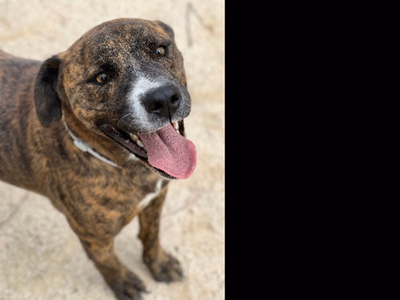 Peris, Adult · Male · Medium · American Staffordshire Terrier
