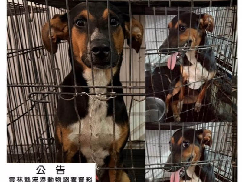 Black-and-brown adult male mixed-breed dog, Medium, shelter no. …043D