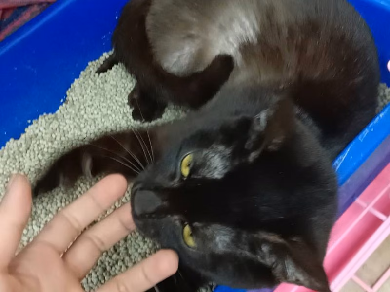 Black young male mixed-breed cat, Medium, shelter no. …6003