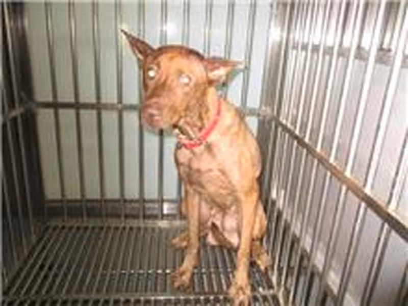 Brown adult female mixed-breed dog, Medium, shelter no. …1001