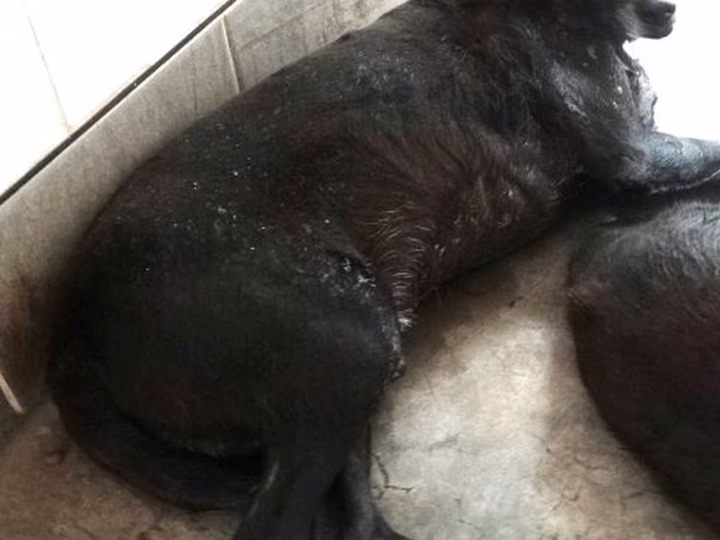 Black adult male mixed-breed dog, Large, shelter no. …1612