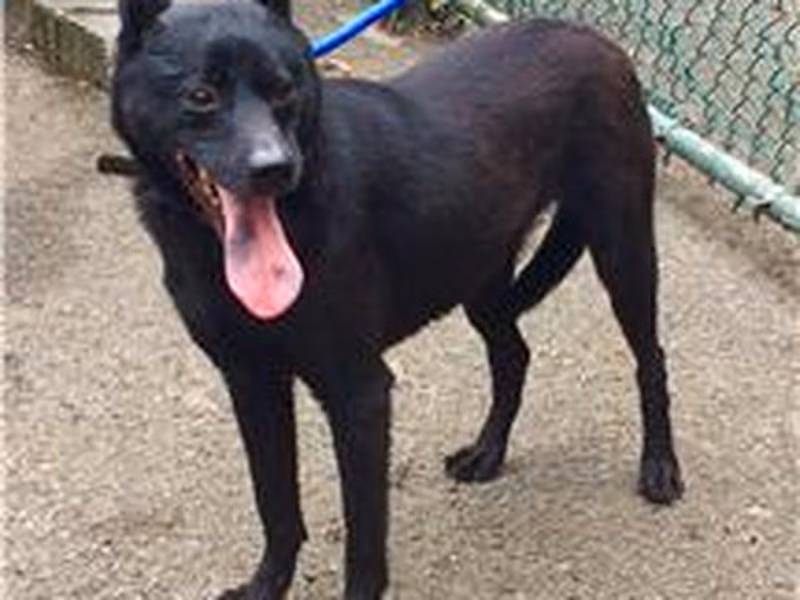 Black young male mixed-breed dog, Small, shelter no. …0923