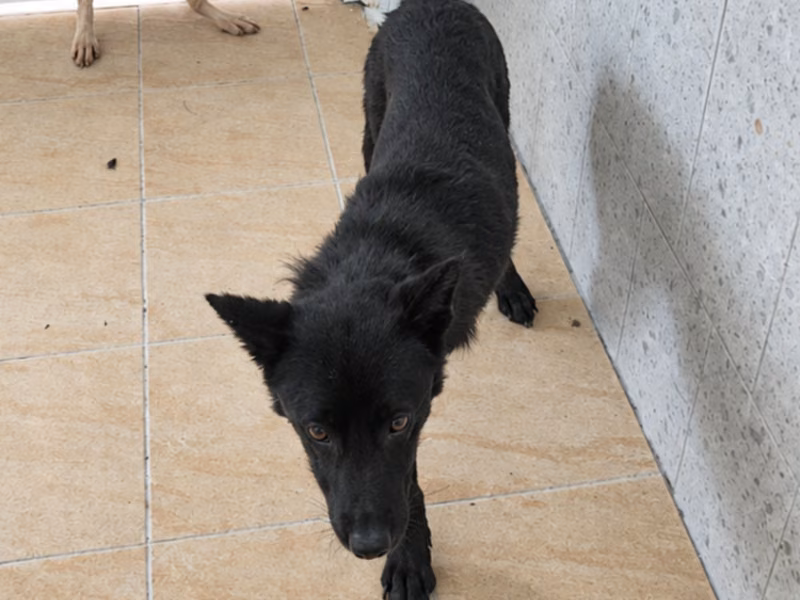 Black adult female mixed-breed dog, Medium, shelter no. …8-12