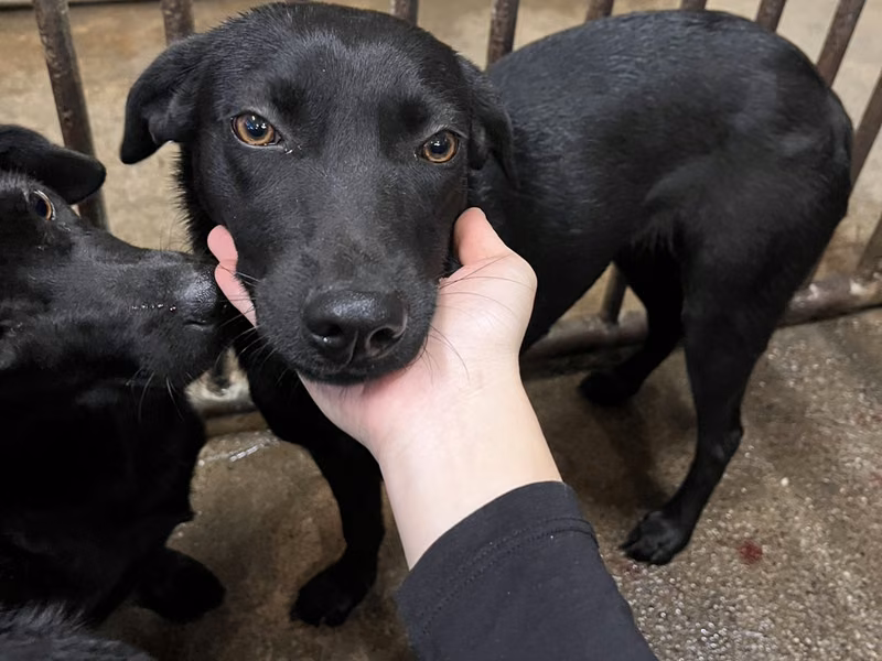 Black adult female mixed-breed dog, Medium, shelter no. …5027
