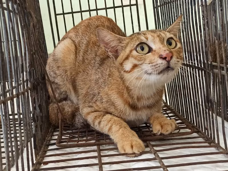 Adult female mixed-breed cat, Small, shelter no. …8C04