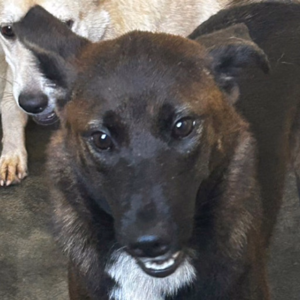 Brown-and-black adult female mixed-breed dog, Medium, shelter no. …7063