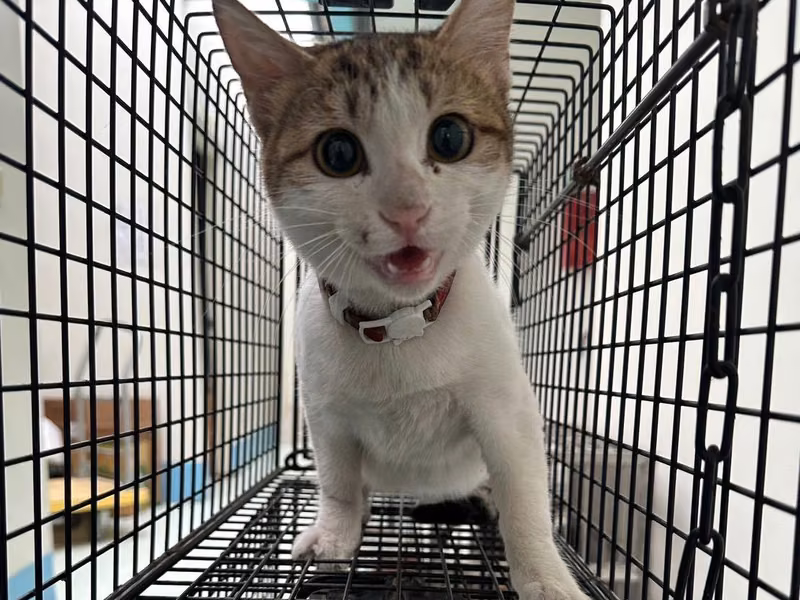 Tabby-and-white adult female mixed-breed cat, Large, shelter no. …4007