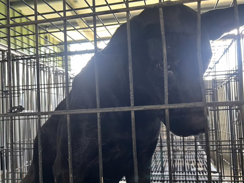Black adult male mixed-breed dog, Medium, shelter no. …9001