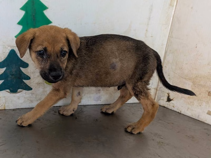 Tan young male mixed-breed dog, Medium, shelter no. …0410