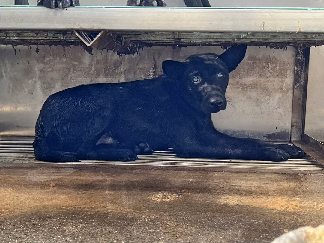 Black adult male mixed-breed dog, Medium, shelter no. …2004