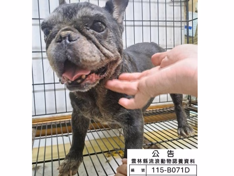 Black adult female French Bulldog, Medium, shelter no. …071D