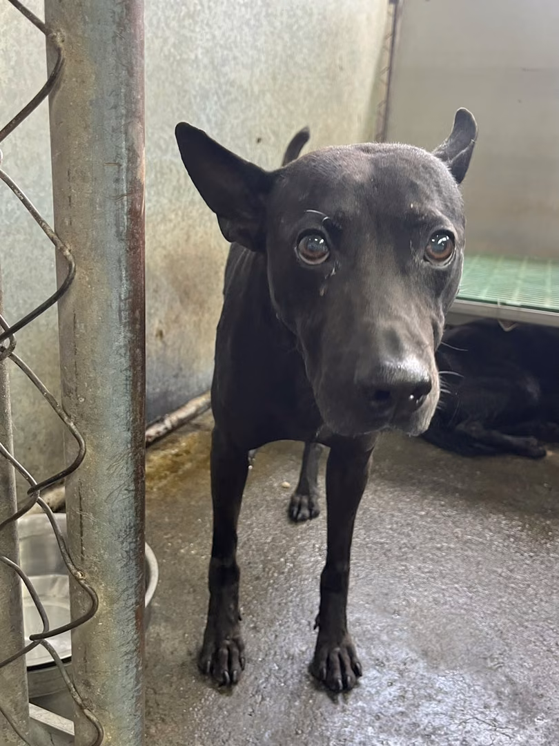 Black adult male mixed-breed dog, Medium, shelter no. …7005