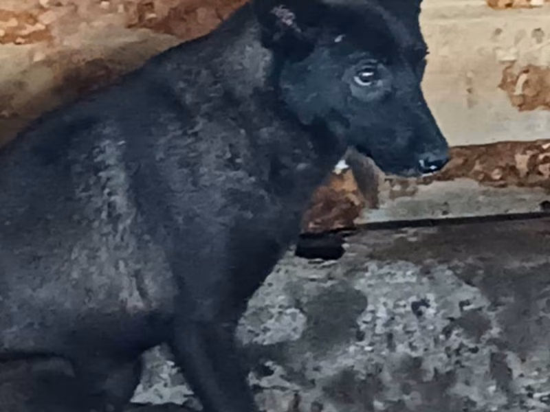 Black adult male mixed-breed dog, Medium, shelter no. …035D