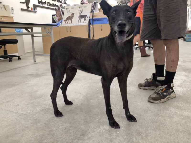 Black adult female mixed-breed dog, Medium, shelter no. …1005