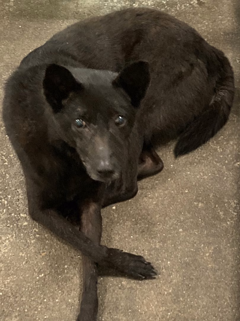 Black adult female mixed-breed dog, Medium, shelter no. …1003
